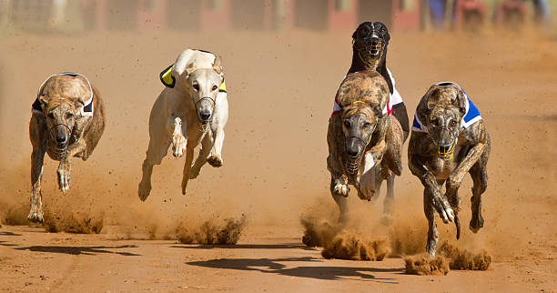 Top 10 dog sales races